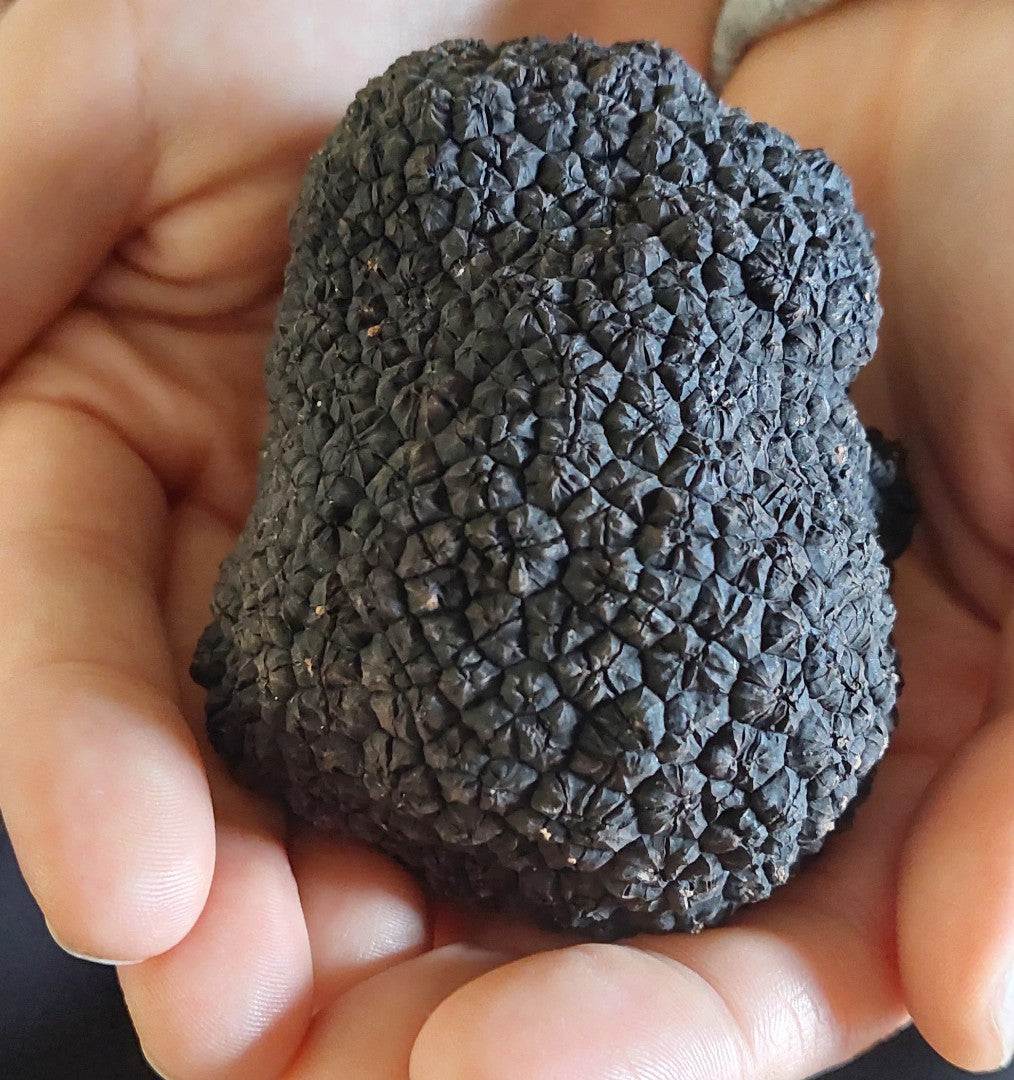 Truffle Hunt, Touch And Taste