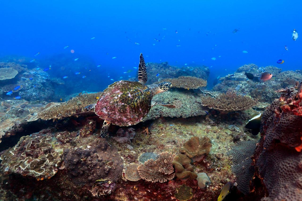 Certified Divers - Cook Island Double Dive Special