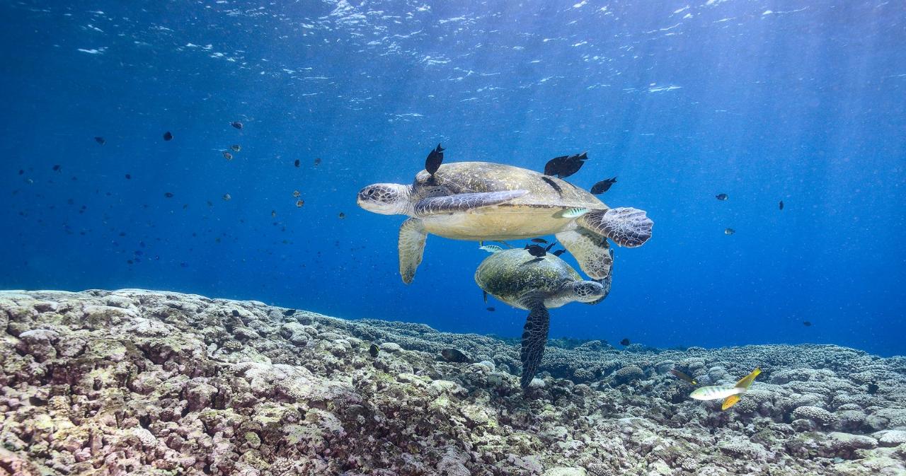 Flinders Reef Dive Trip