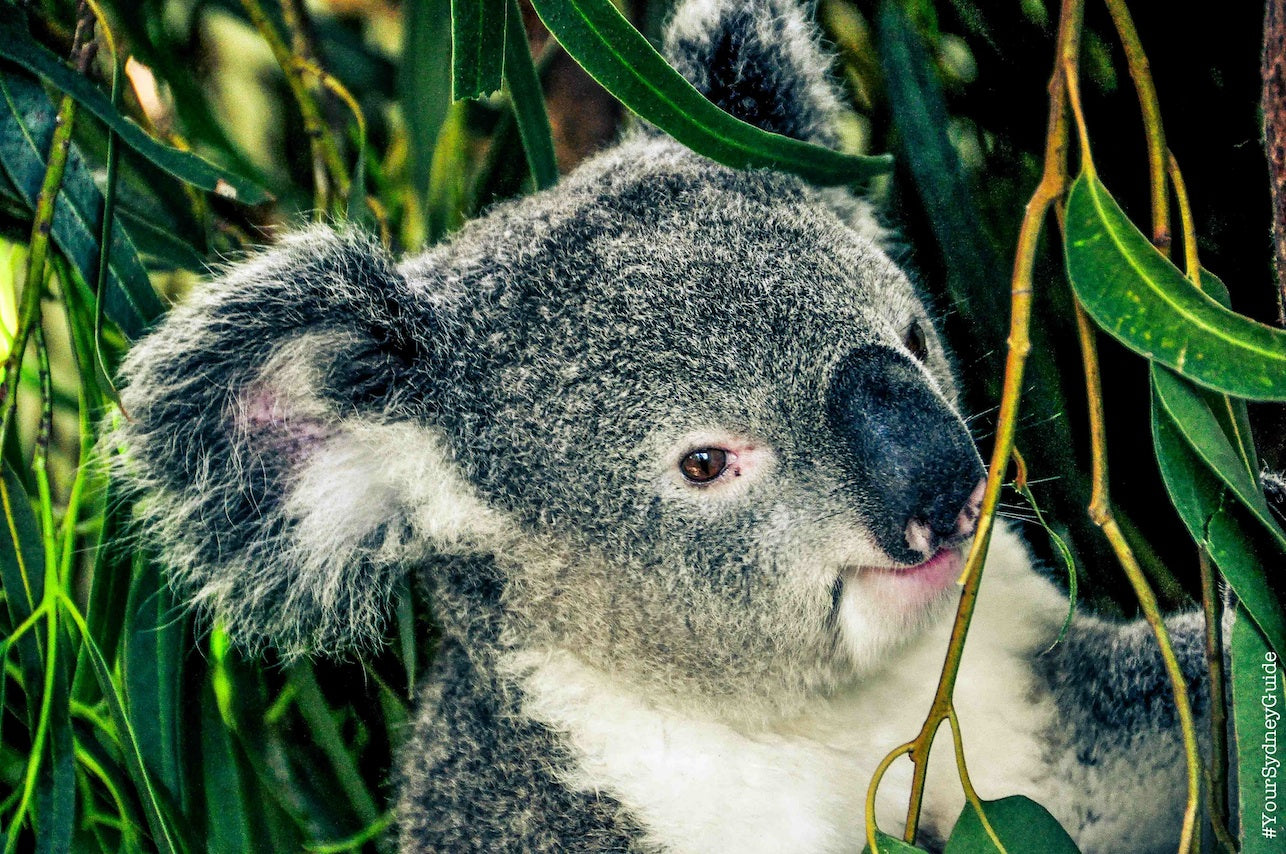 Into The Blue - Blue Mountains Private Full Day Tour