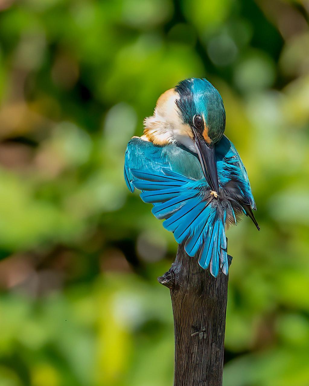 Culture Beach Tour, Daintree Rainforest & Daintree River Cruise