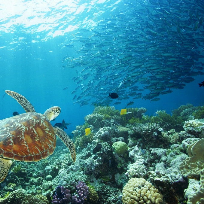 Great Barrier Reef Full Day Adventure