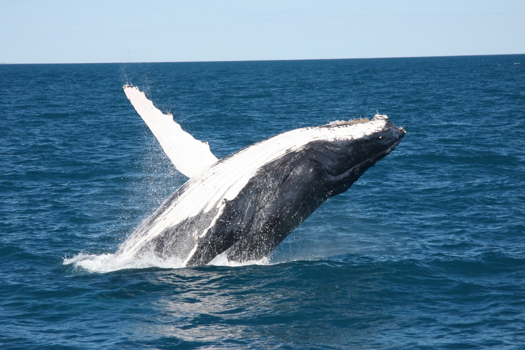 Sunset Whale Watching Cruise