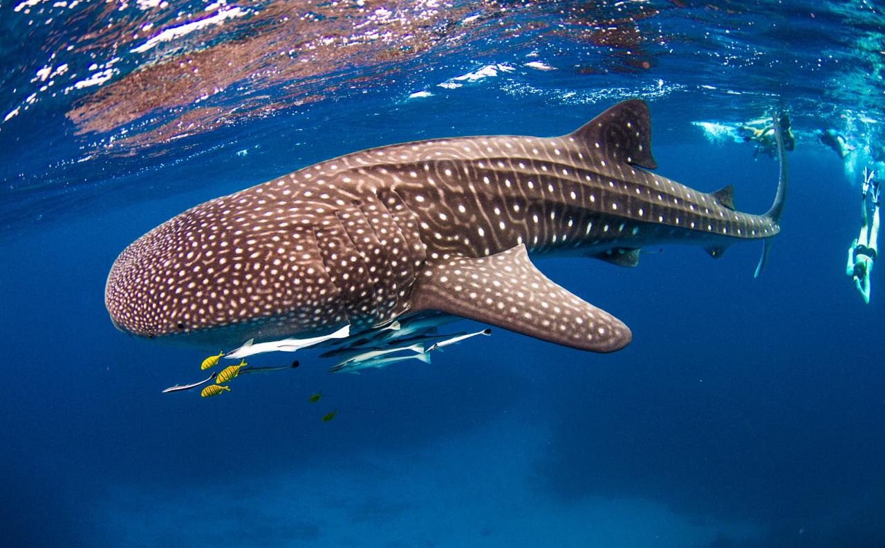 Whale Shark Adventure Swims Exmouth