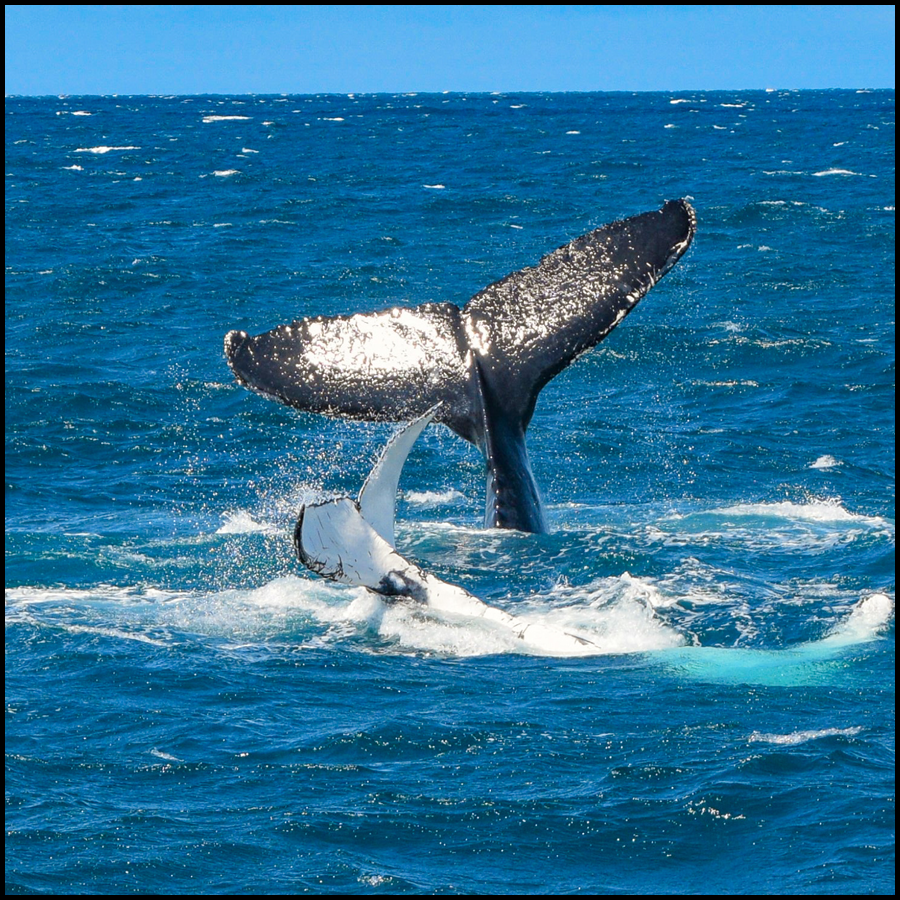 Whale Watching Cruise On Whale One