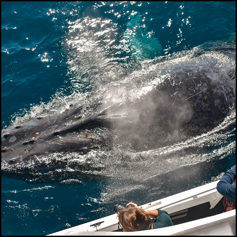 Whale Watching Cruise On Whale One