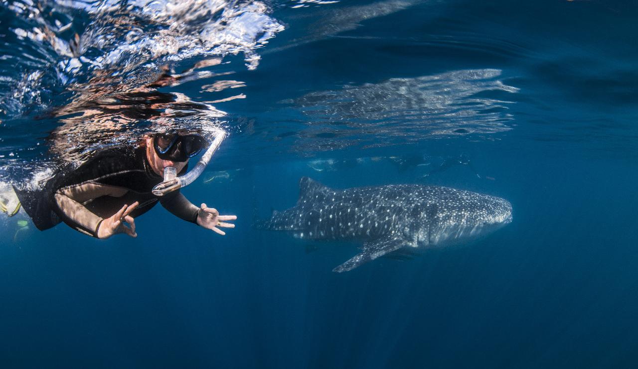 Deluxe Whaleshark Swim Tour Aboard Mv Jazz 2