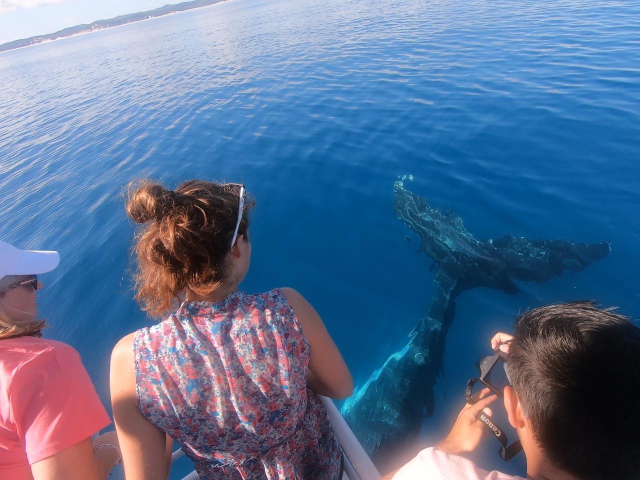 Whale Watch & K'Gari Explorer Day Tour Package