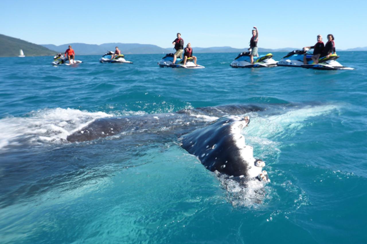 Airlie Adventure Jetski Tour
