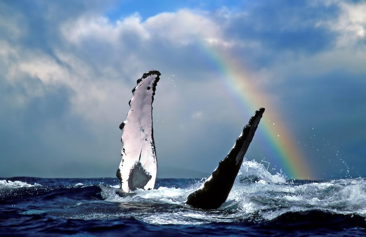 Whale Watching Safari