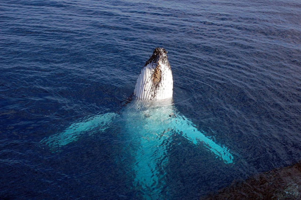 Whale Watching Safari