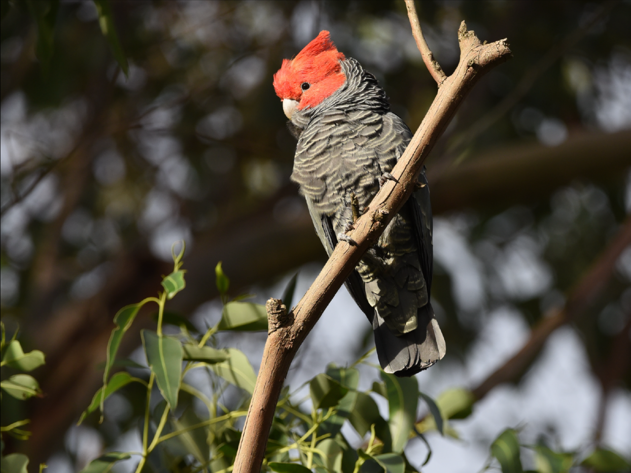 Kangaroos And Koala Experience Tour - Canberra