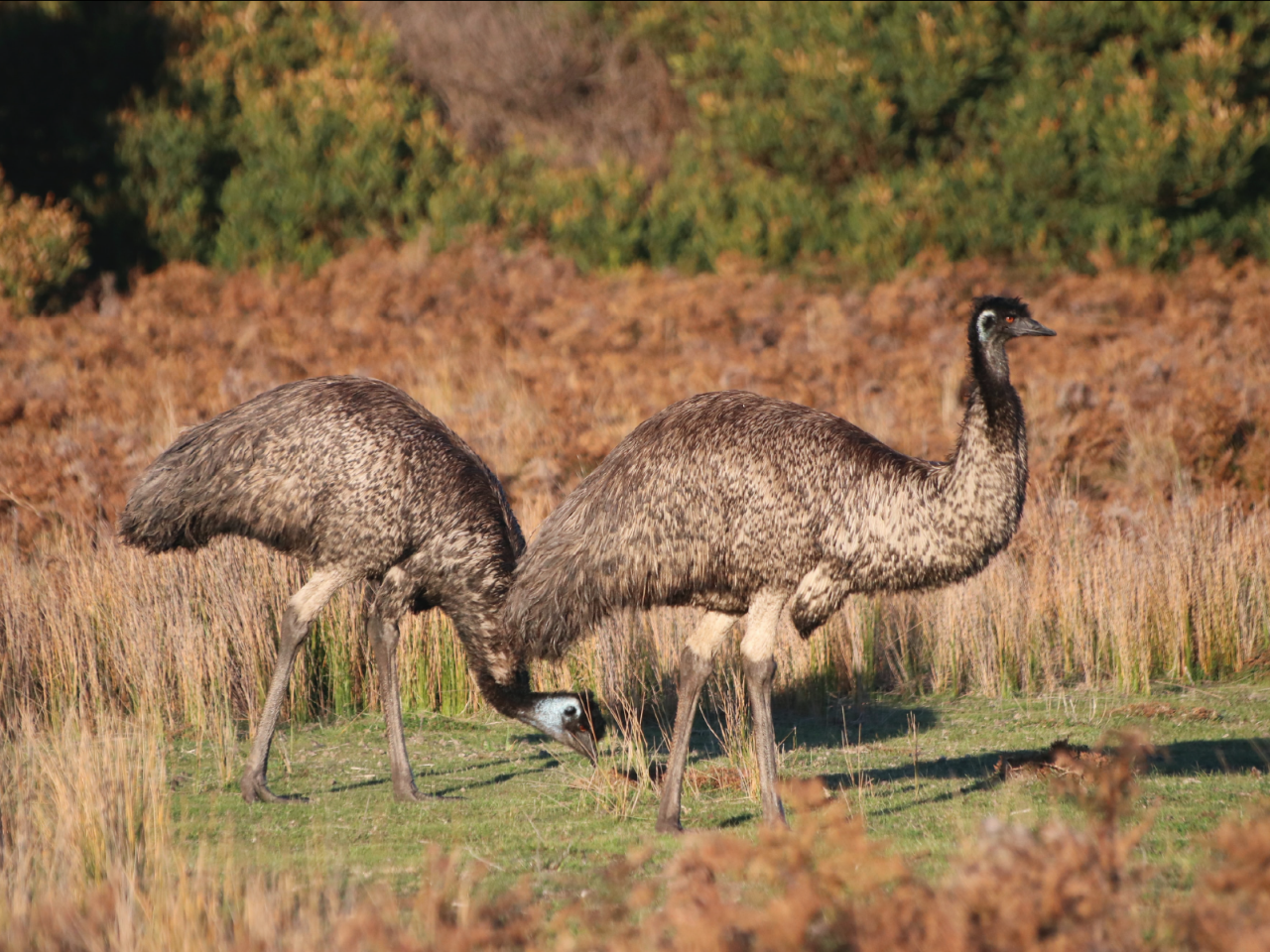Kangaroos And Koala Experience Tour - Canberra