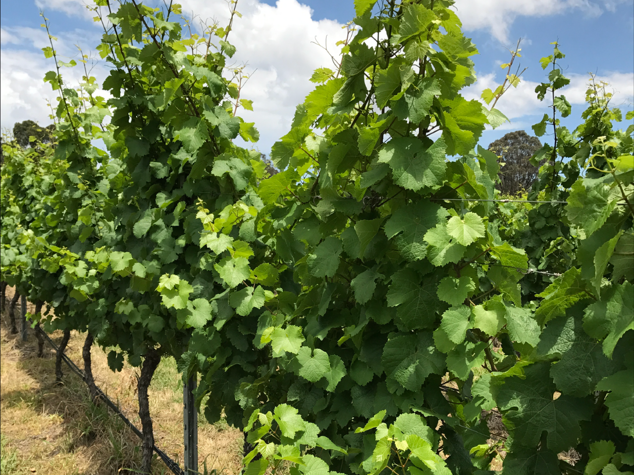 Exclusive Wine Charter Tour - Canberra