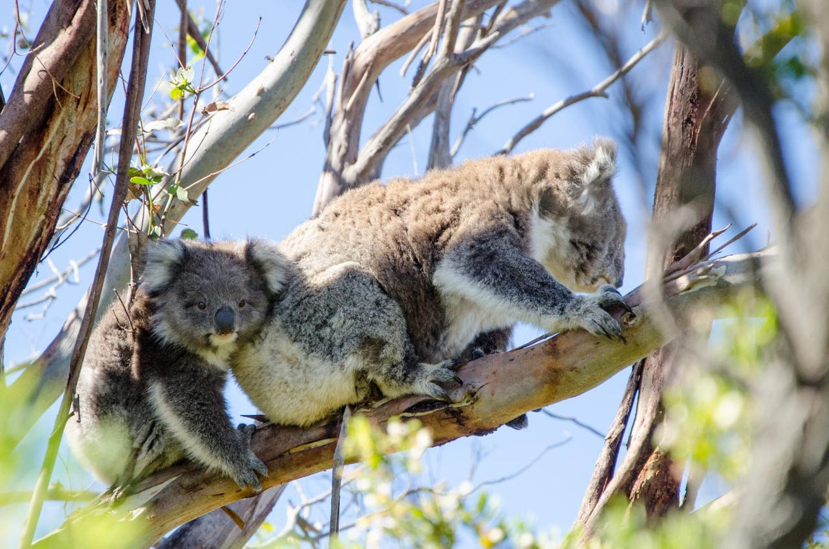 Autopia Tours: Melbourne To Adelaide 3 Day