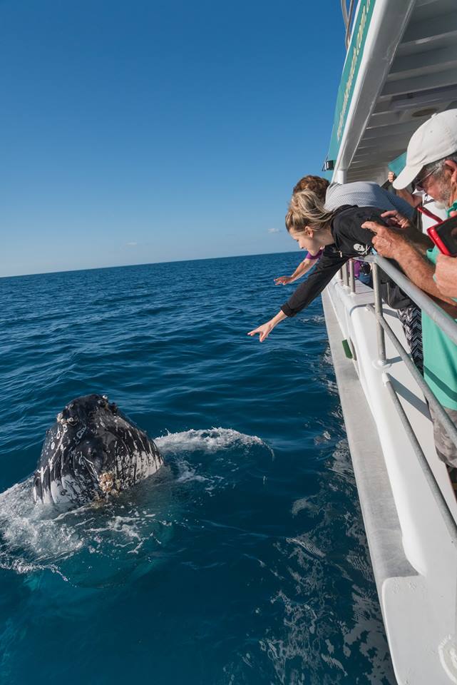 Morning Whale Watch Cruise