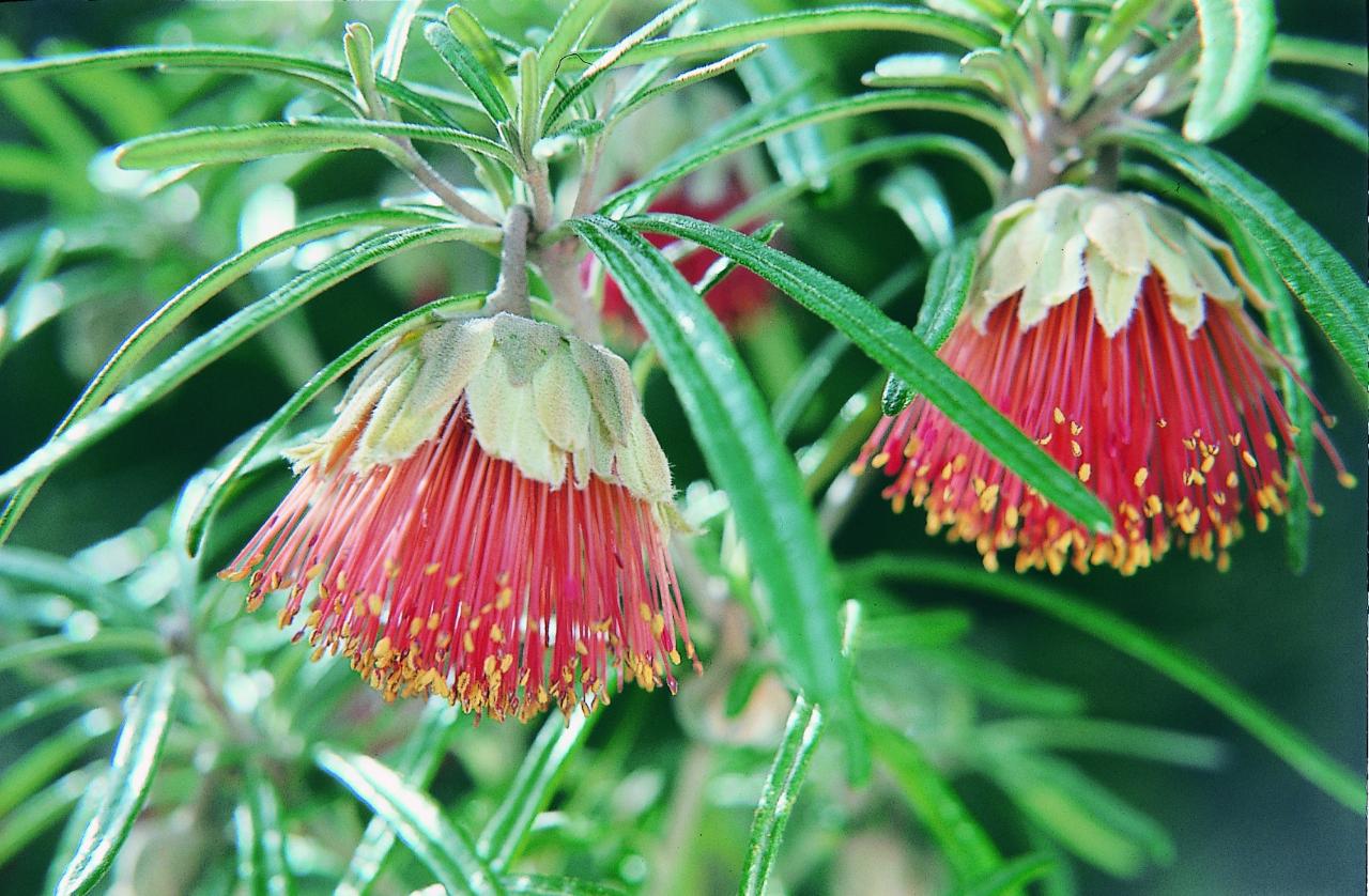 Yanchep National Park & Crystal Cave