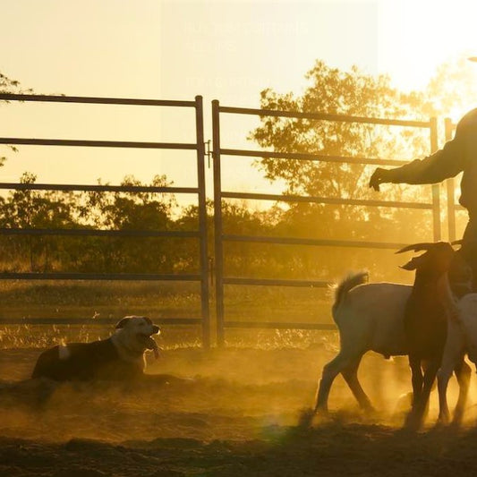 Australian Outback Show And  Dinner