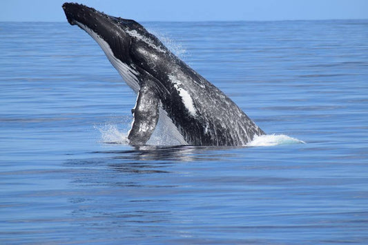 Dunsborough Whale Watching