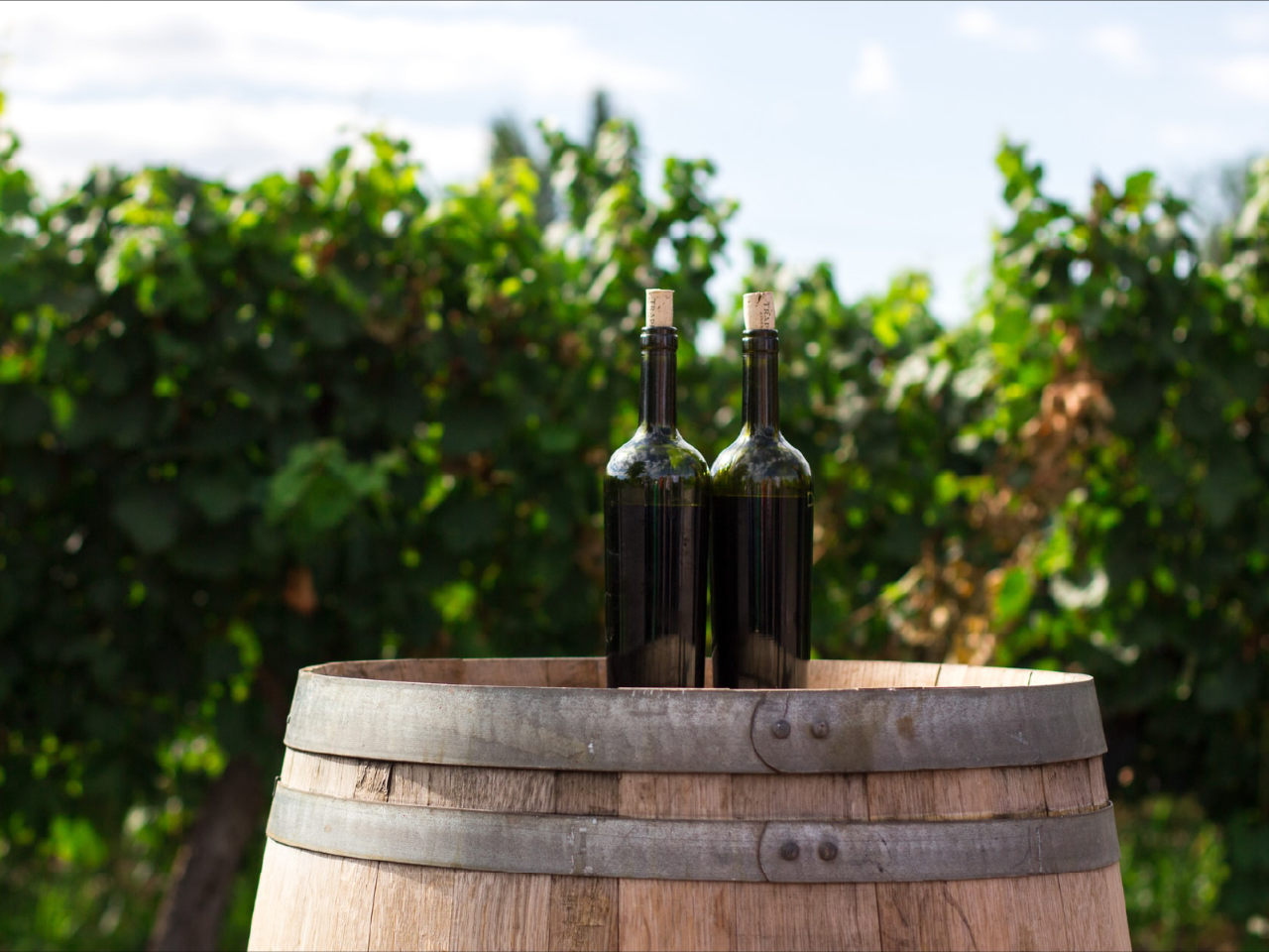 Exclusive Wine Charter Tour - Canberra