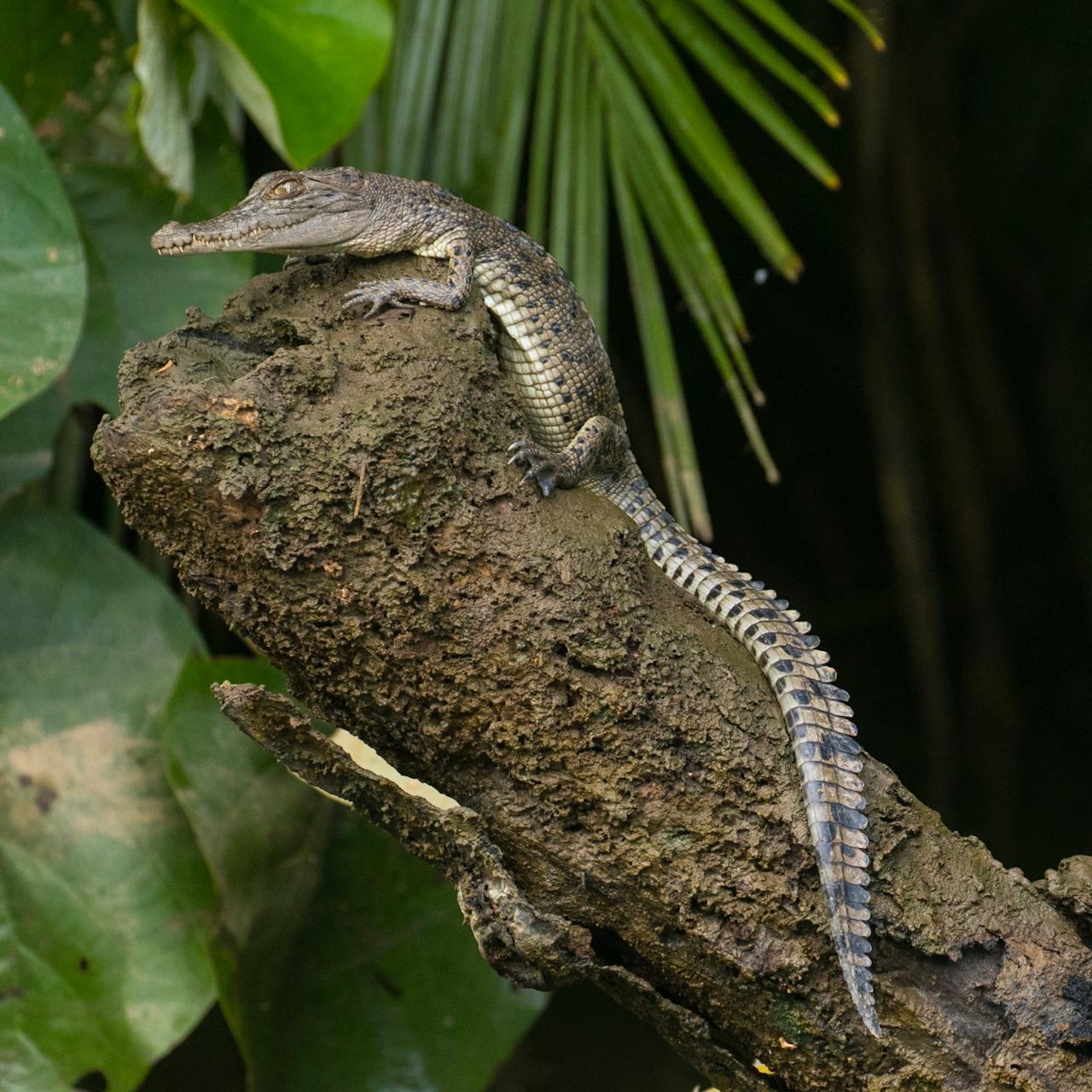 Culture Beach Tour, Daintree Rainforest & Daintree River Cruise