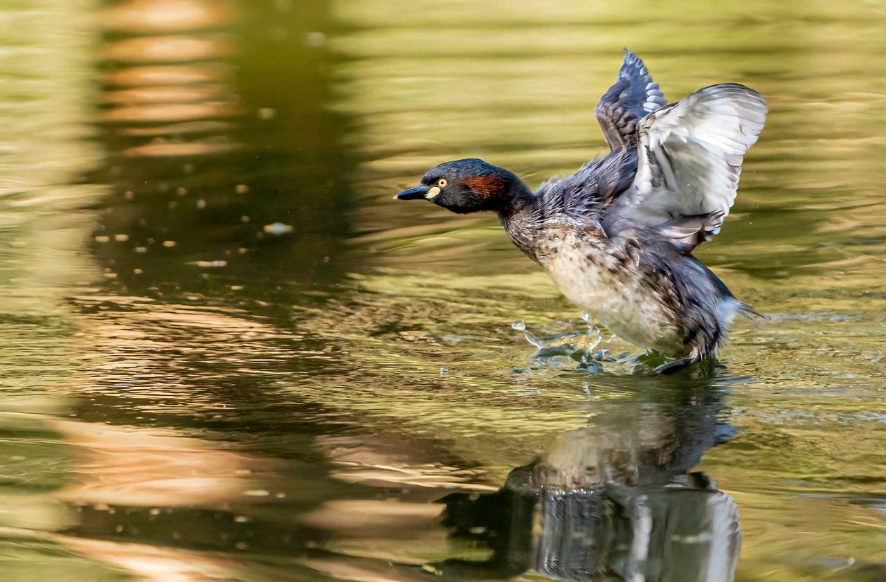 Birds Of Prey Photography Cruise