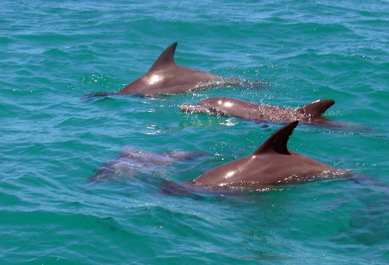 Whale Watching Tour