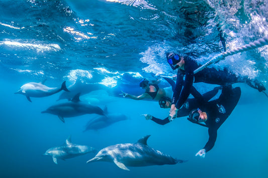 Wild Dolphin Watch 