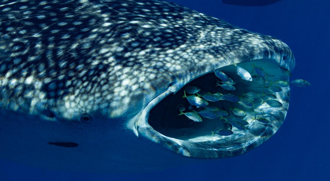 Deluxe Whaleshark Swim Tour Aboard Blue Strike