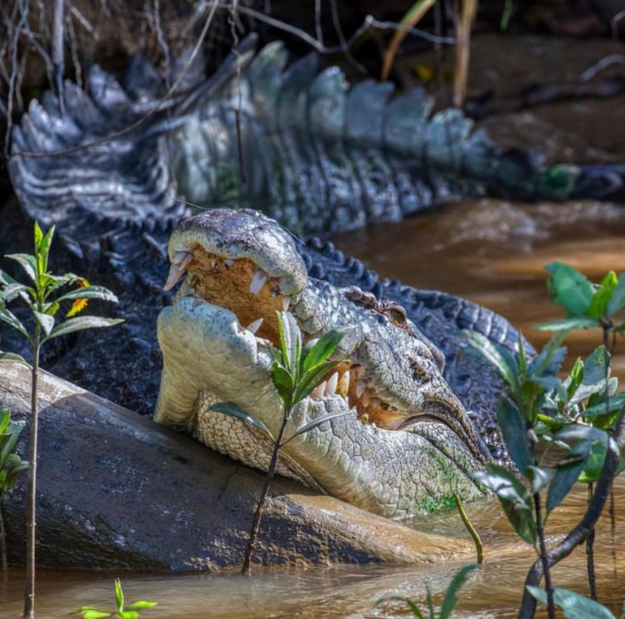 Culture Beach Tour, Daintree Rainforest & Daintree River Cruise