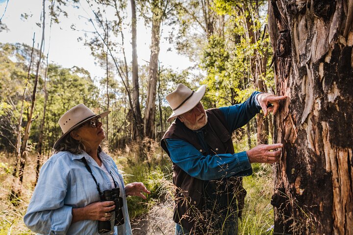 Kangaroos And Koala Experience Tour - Canberra