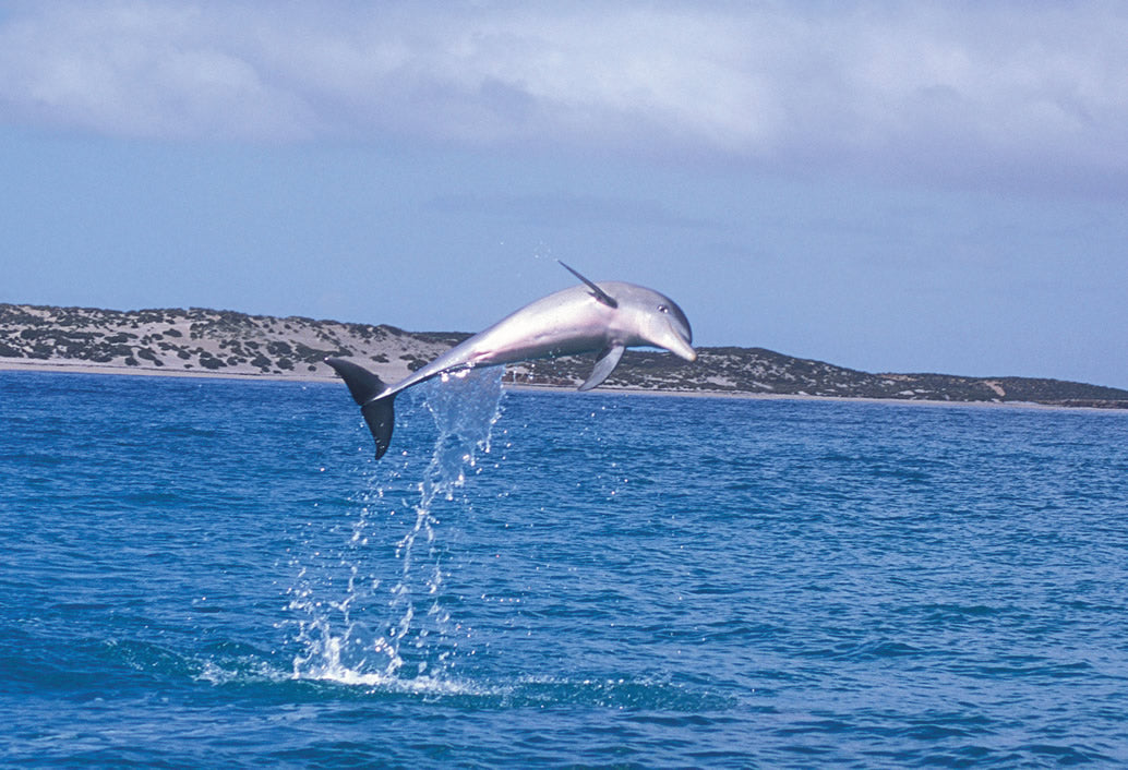 Penguin Island & Fremantle Town