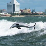Dolphin Eco Cruise