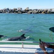 Dolphin Eco Cruise