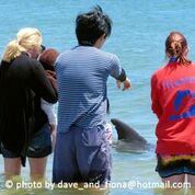 Dolphin Discovery Centre Entry