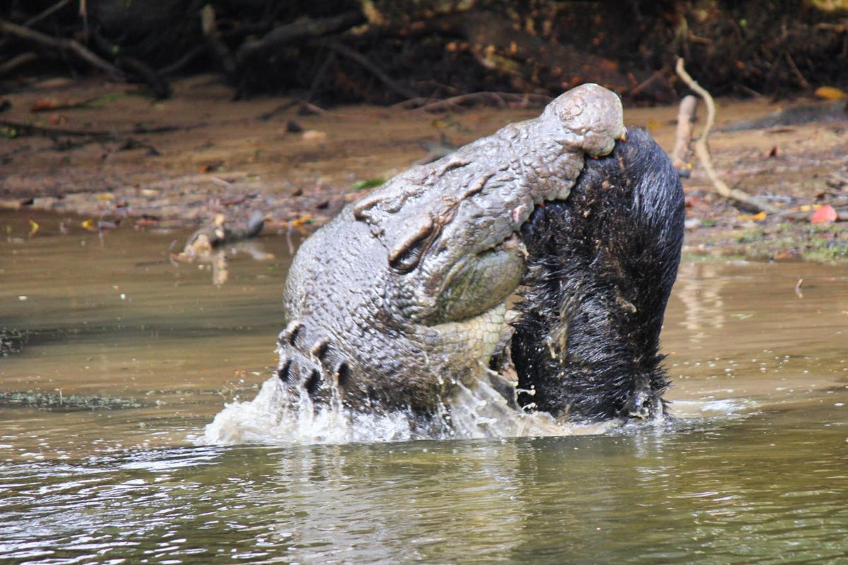 Crocodile Express Daintree Rainforest & Wildlife Cruise From Daintree Village