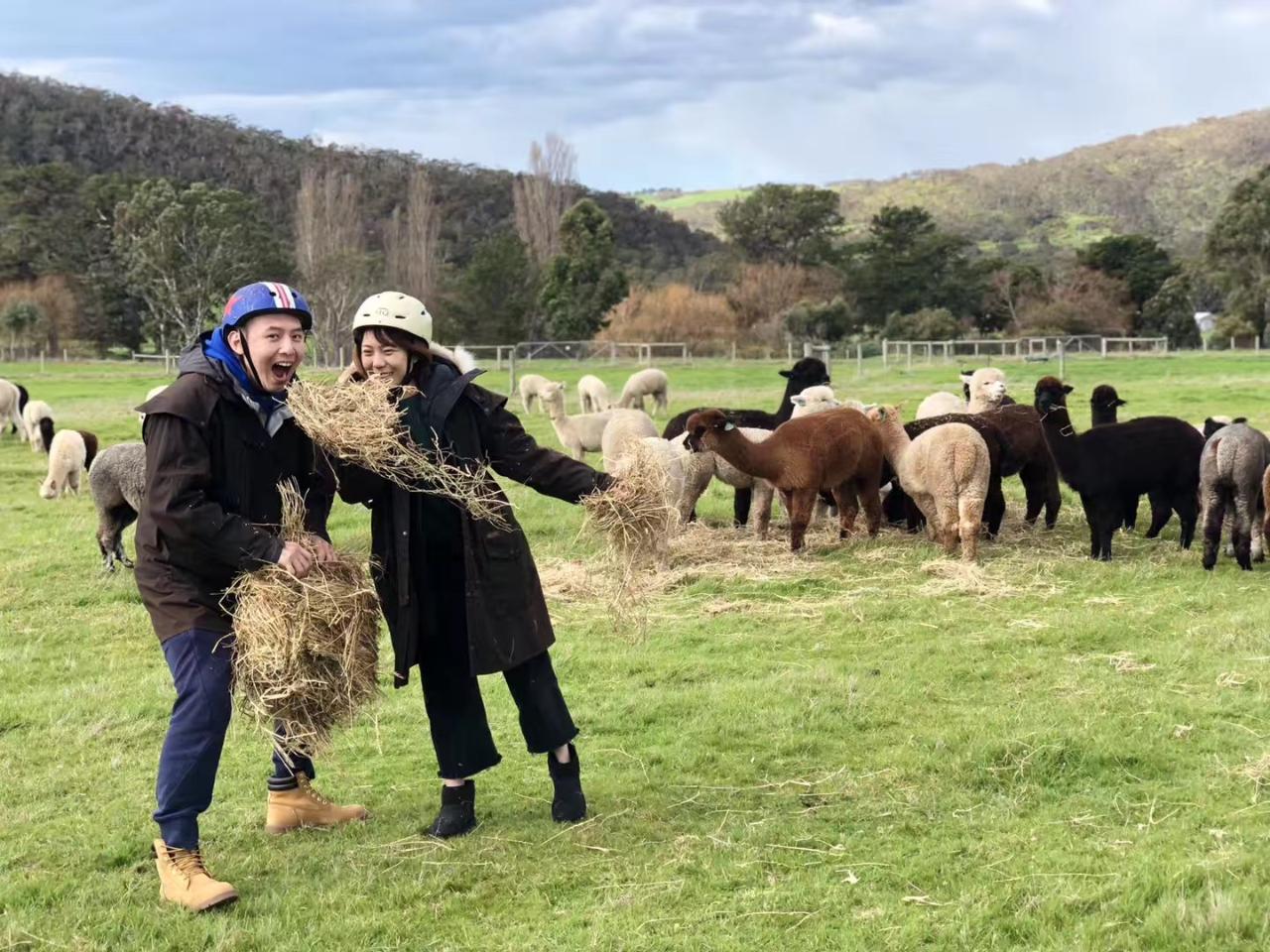 Alpaca Farm 90-Minute Tour