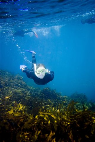 Small Group Dolphin & Seal Swim - Private Charter