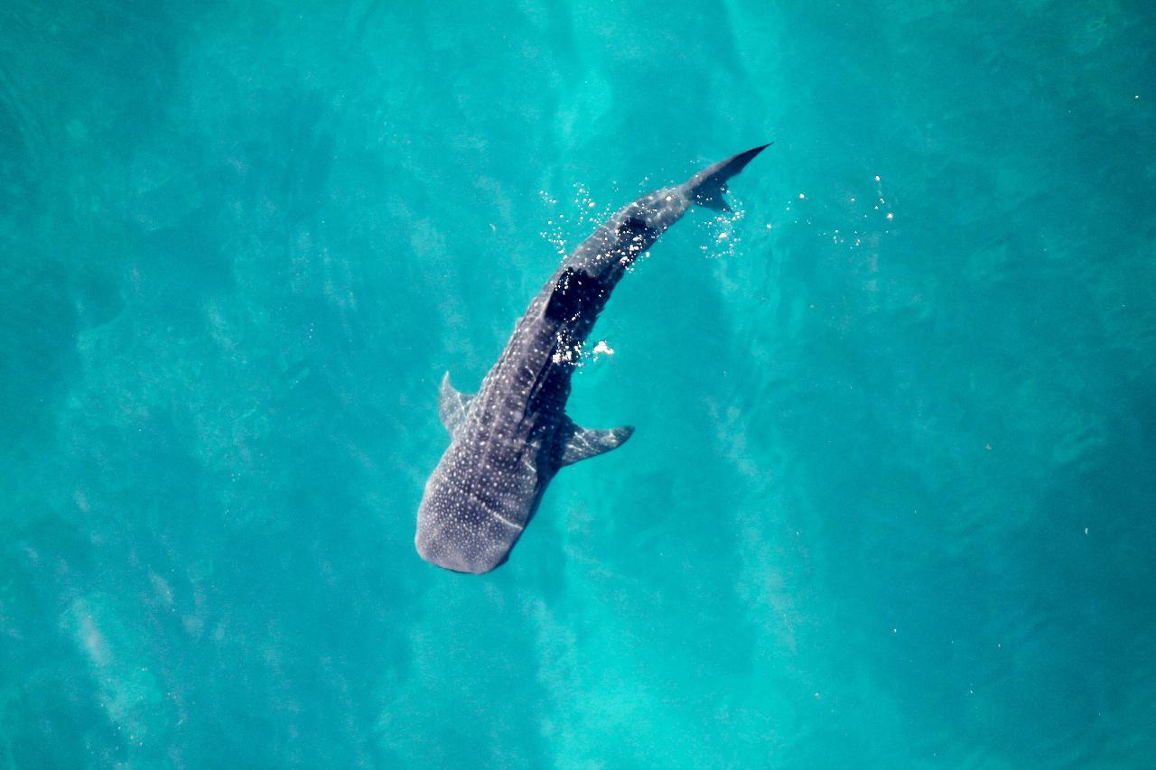 60 Min Birds Eye View Ningaloo