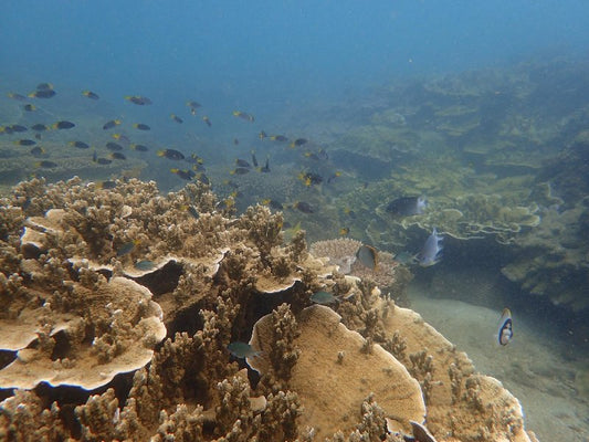 Snorkel Tour