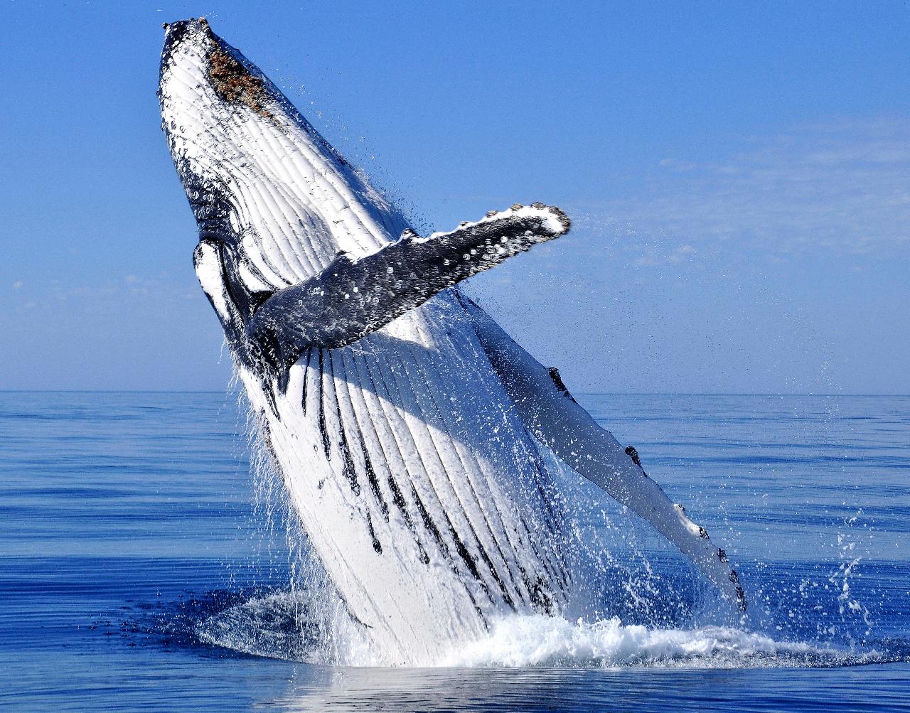 Whale Watching Safari
