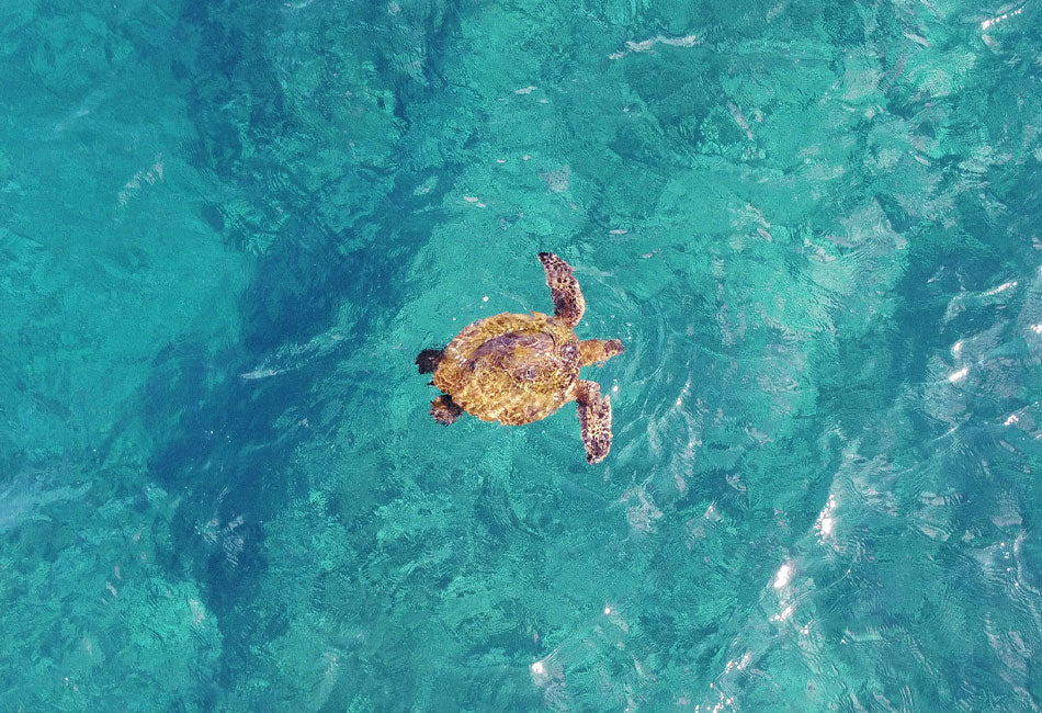 Inner Reef Explorer