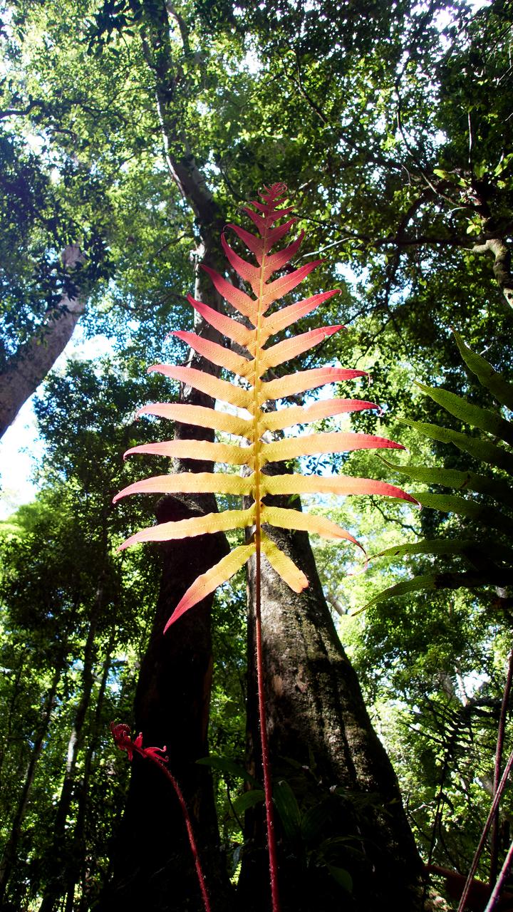 Maiala Rainforest Tour