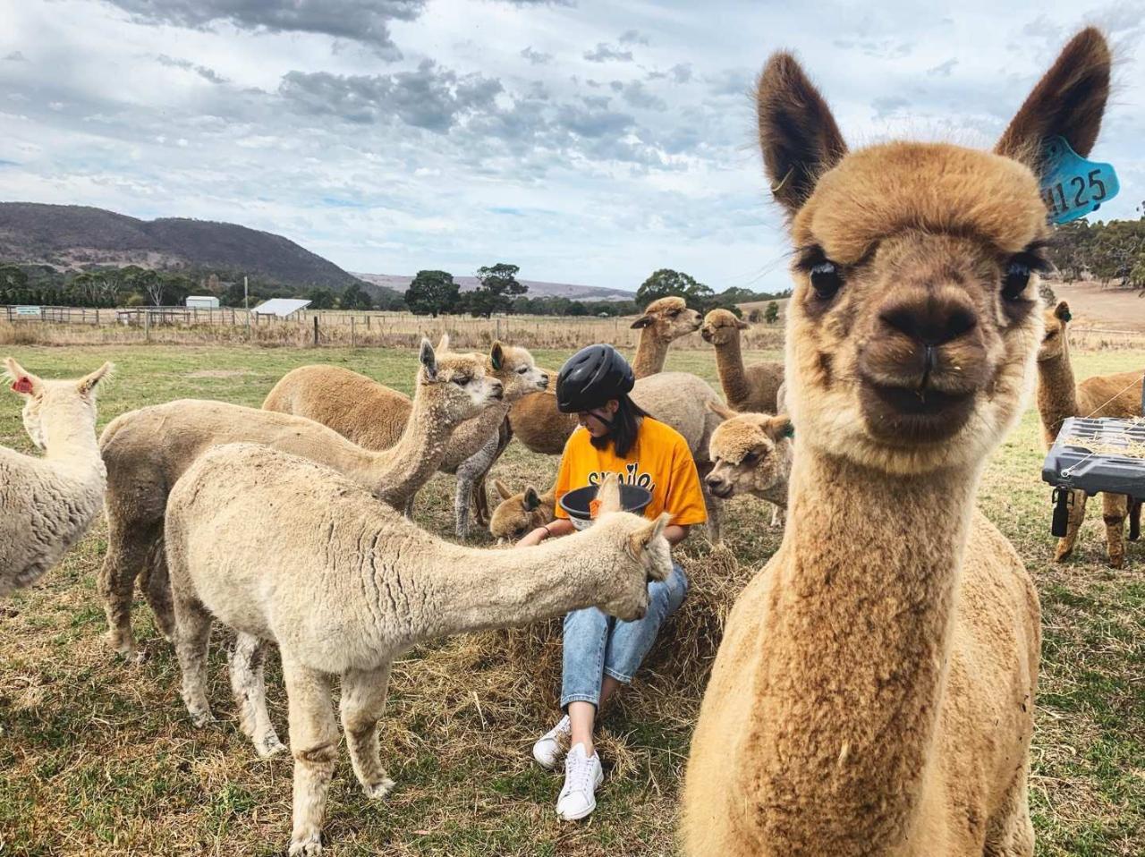 Alpaca Farm 90-Minute Tour