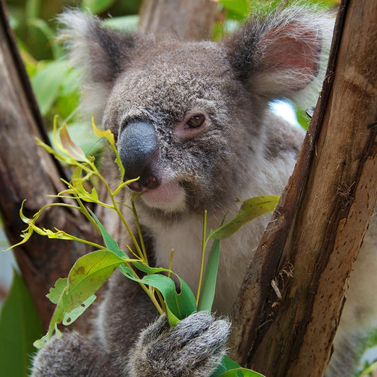 Family Pass At Port Stephens Koala Sanctuary