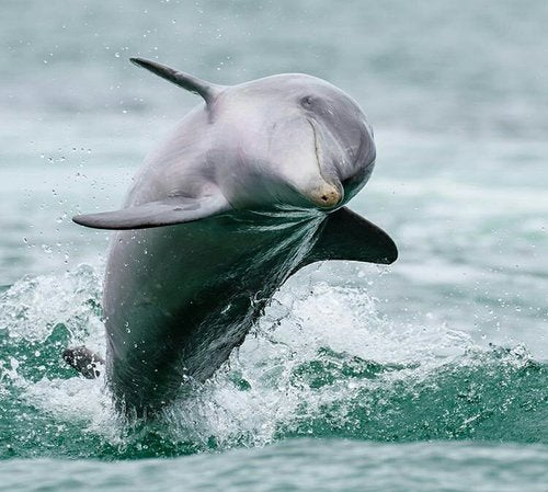 Dolphin, Penguin And Sea Lion Cruise