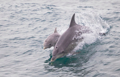 Dolphin, Penguin And Sea Lion Cruise