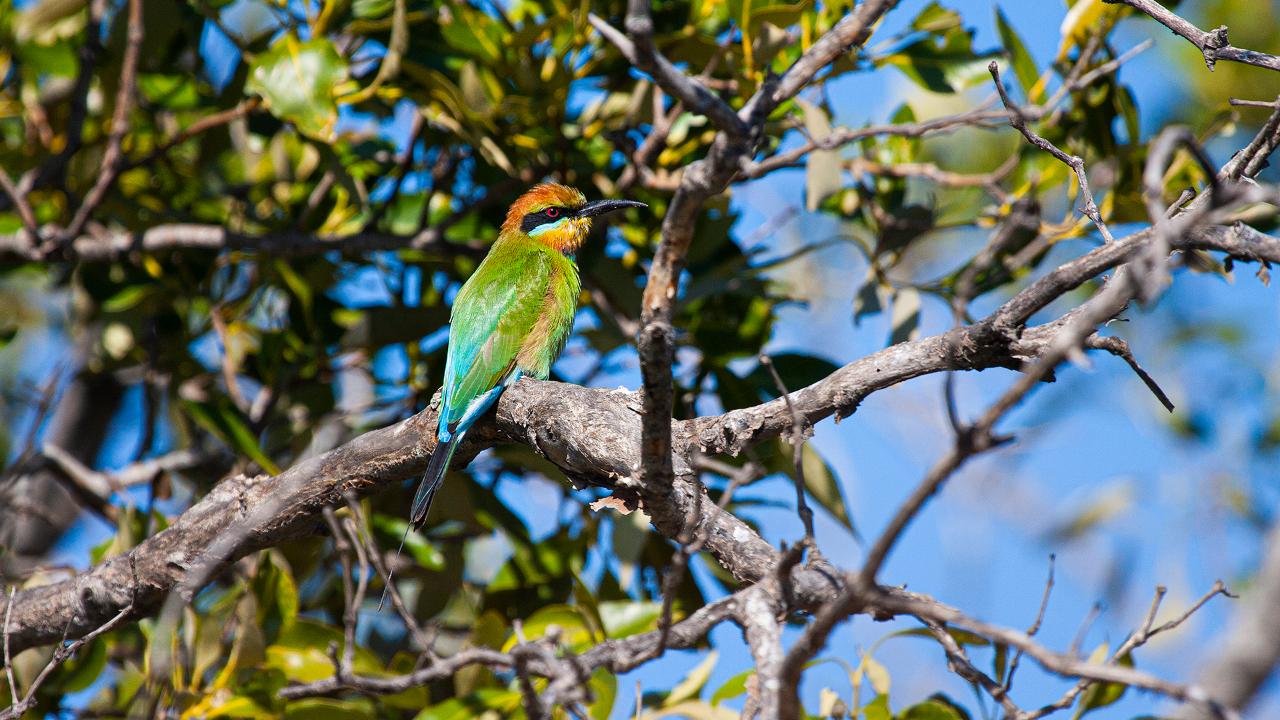 Kangaroos, Mangroves And The Ocean Tour