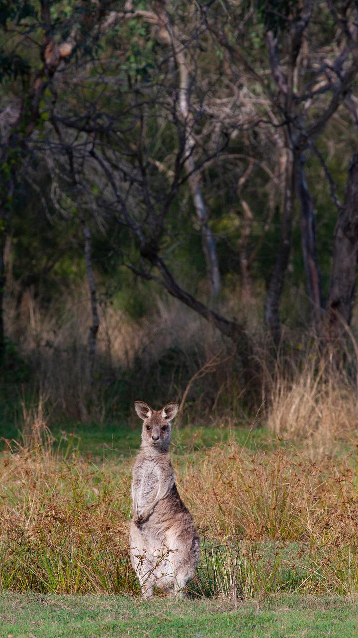 Kangaroos, Mangroves And The Ocean Tour