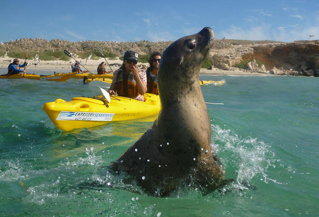 Penguin Island & Fremantle Town
